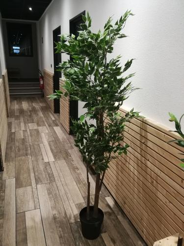 Plante verte Ficus 1m80 - Plante artificielle
